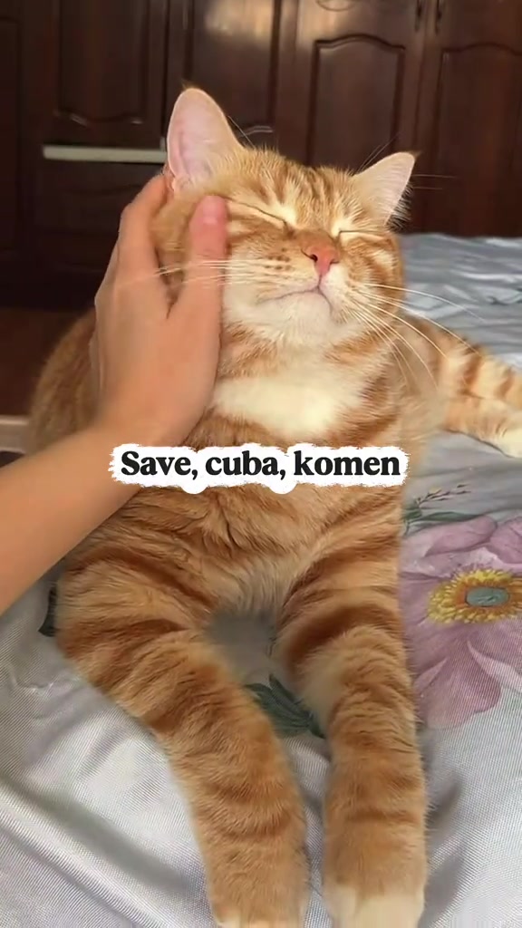 Kucing oren baring rileks atas katil sambil tangan manusia mengusap pipinya
