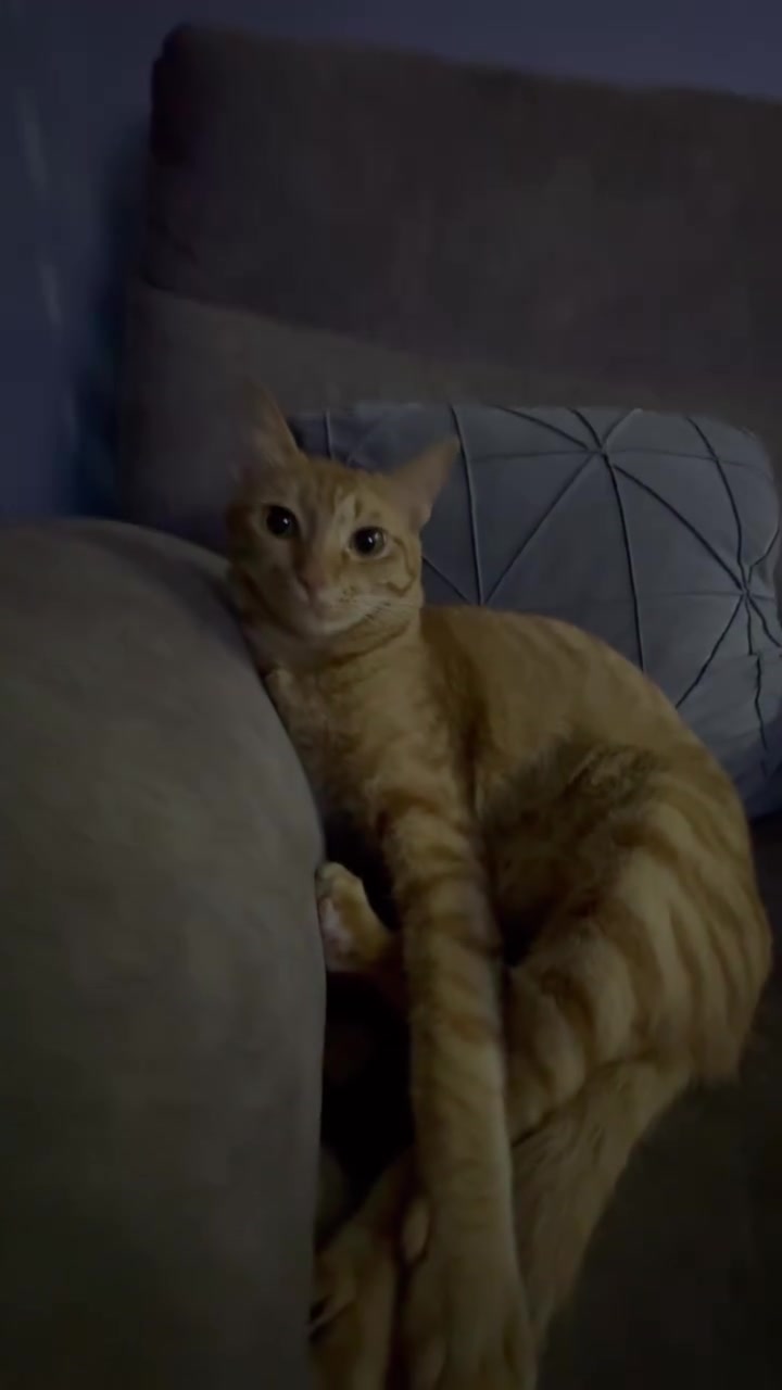 Kucing merajuk: muka monyok dua majikan saya bukan dendam — ini yang sebenarnya berlaku, dan cara saya pujuk