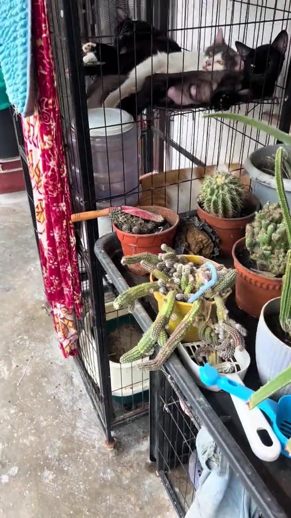Sangkar kucing di tepi pasu-pasu kaktus dengan bekas pasir kucing di dalam dan beberapa kucing terbaring di atas sangkar