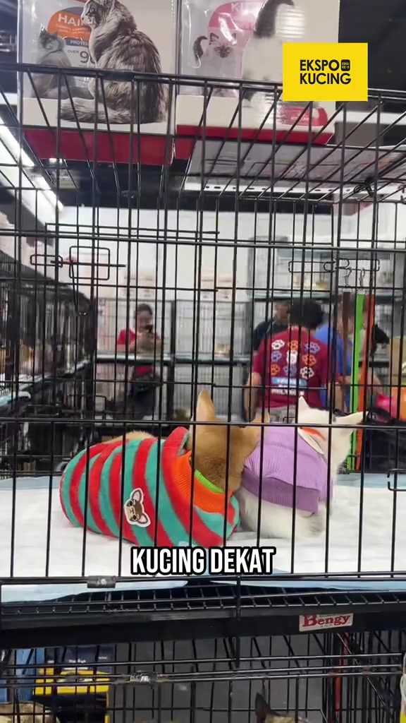 Dua ekor kucing berbaju dalam sangkar wayar di dewan expo kucing, dengan kandang-kandang lain dan pengunjung di latar belakang