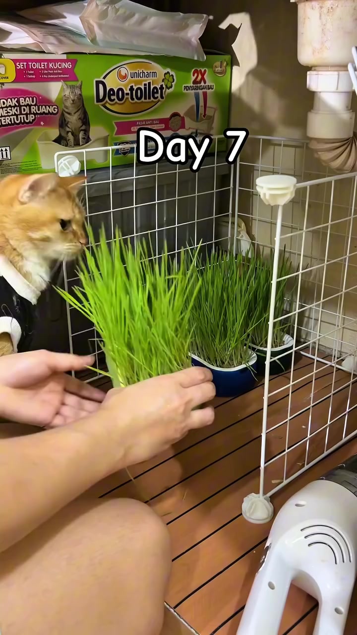Kucing oren menghidu rumput kucing yang tumbuh tinggi dalam tray semaian, sebelah tangan memegang tray