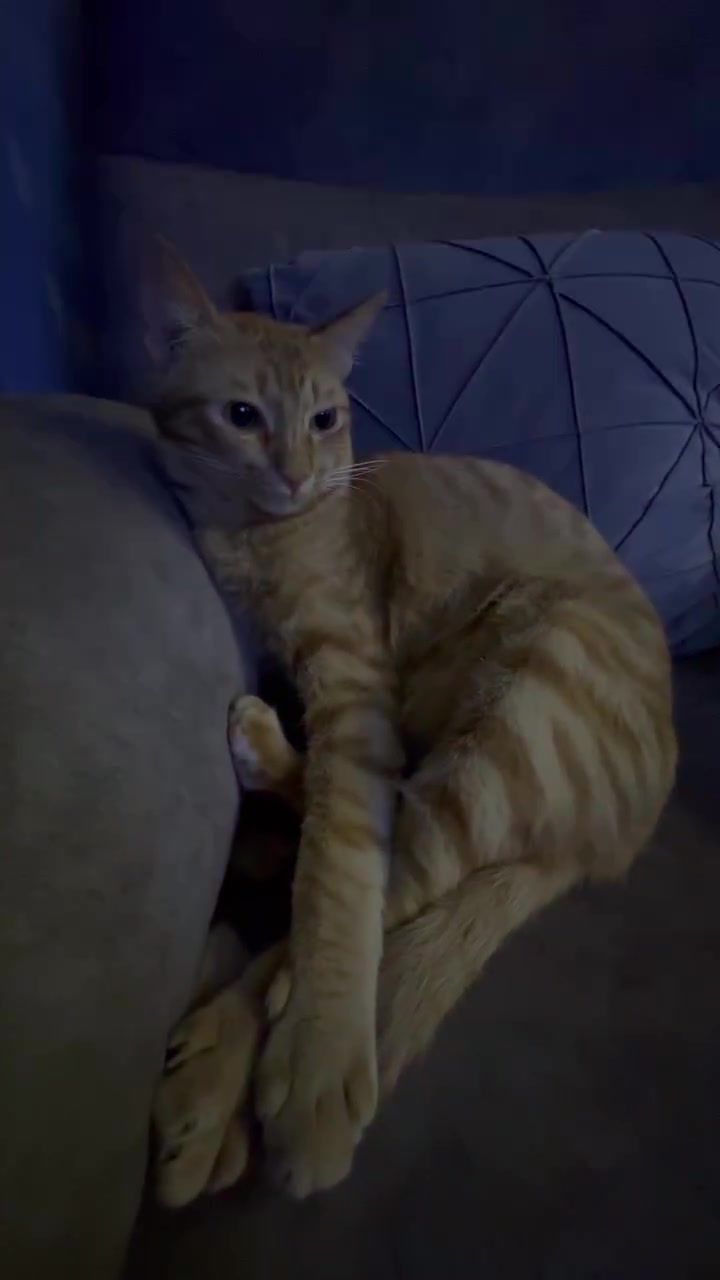 Kucing oren berbaring di sofa dengan mata separuh tertutup dan muka nampak monyok