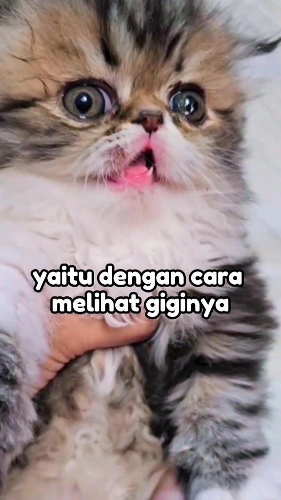 Anak kucing berbulu panjang didukung tangan manusia dengan mulut terbuka menampakkan gigi kecil yang baru tumbuh