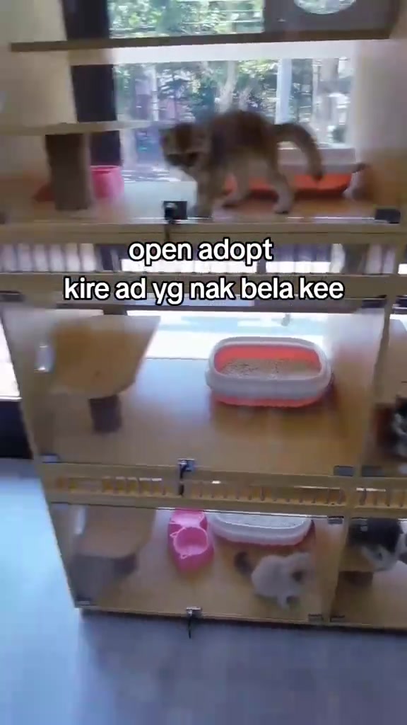 Seekor kitten berjalan di atas para kandang bertingkat yang dilengkapi bekas pasir kucing dan mangkuk makanan berwarna merah jambu