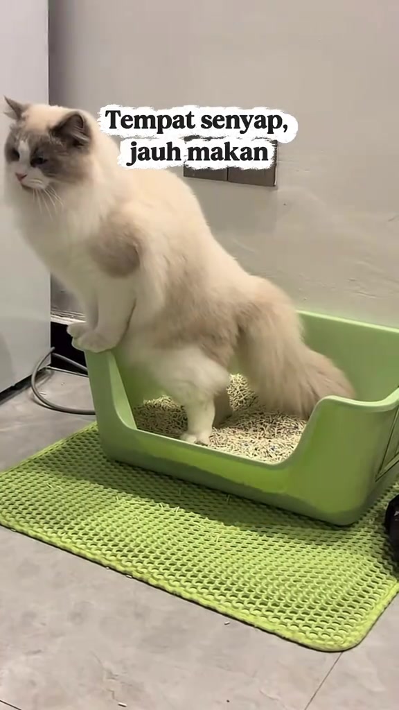 Kucing kencing luar kotak pasir: cara saya beza punca perangai vs punca sakit, dan bila kena lari ke vet