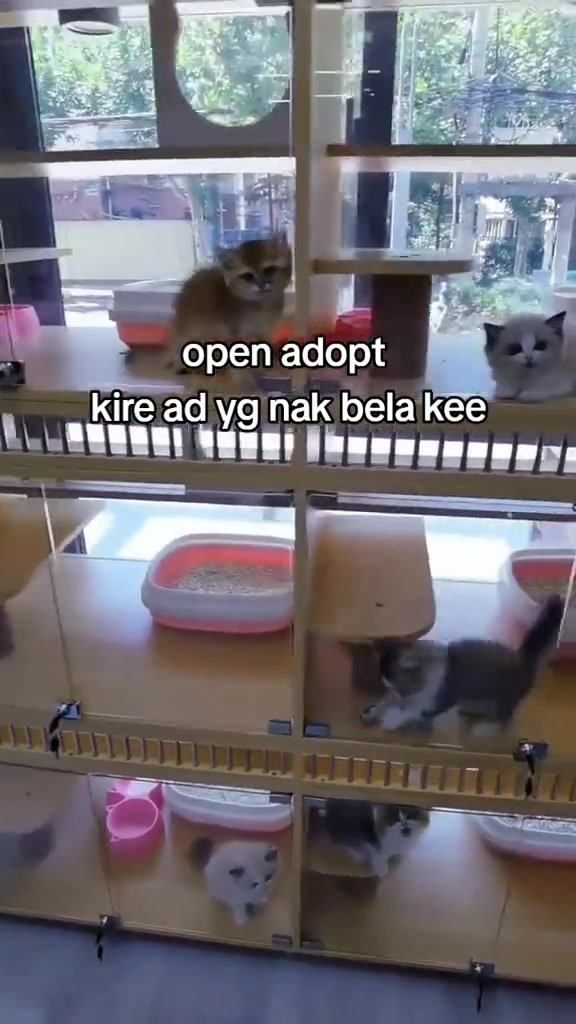 Adopt kucing di Malaysia: saluran mana selamat, saringan apa yang bagus, dan kenapa 'free' tak pernah percuma