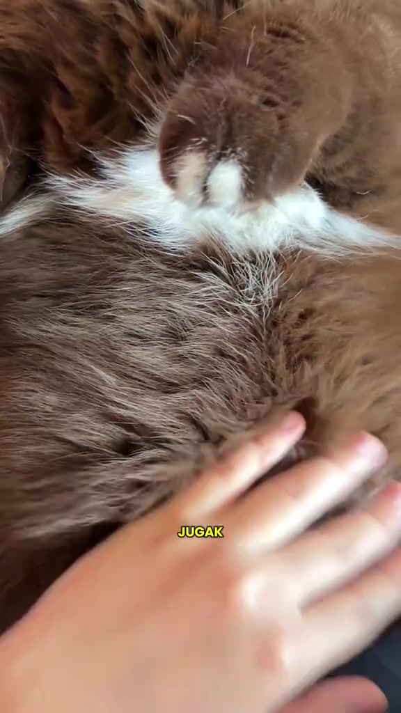 Tangan membelai bulu perut kucing coklat putih yang kelihatan lembut dan tebal