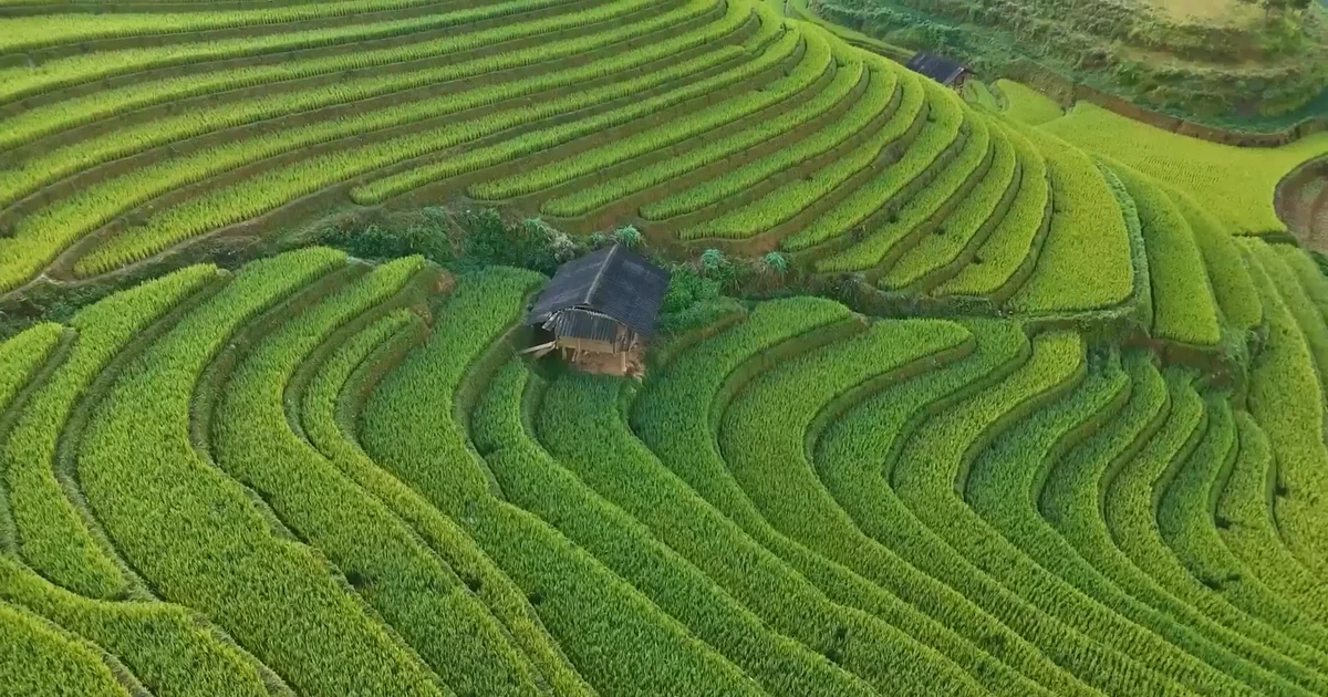 Ruộng bậc thang uốn lượn nhìn từ trên cao với một ngôi nhà nhỏ mái tôn nằm giữa ruộng, không có người trong khung hình