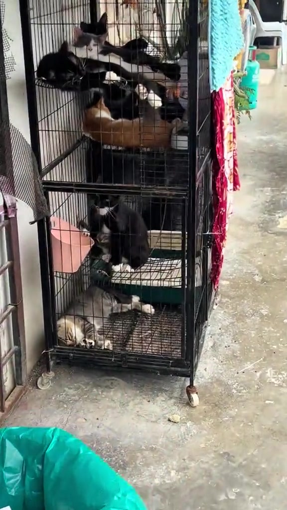 Sangkar wayar bertingkat tiga di lorong sempit dengan beberapa ekor kucing berhimpit di setiap tingkat