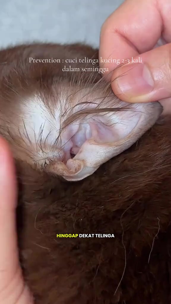 Tangan membuka cuping telinga kucing berbulu coklat yang sihat, bahagian dalam cuping berwarna merah muda pucat