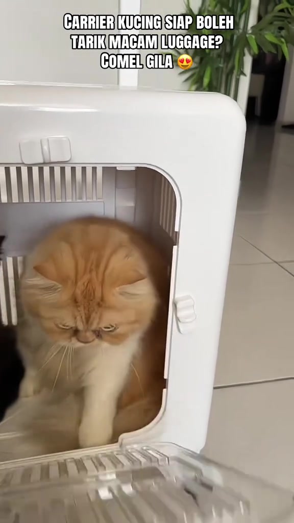 Kucing oren bulu panjang melangkah keluar dari pintu carrier plastik putih yang terbuka