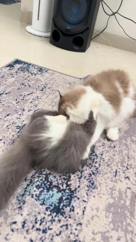 Kucing main atau gaduh betul? Cara saya baca badan dua majikan sebelum tangan saya masuk