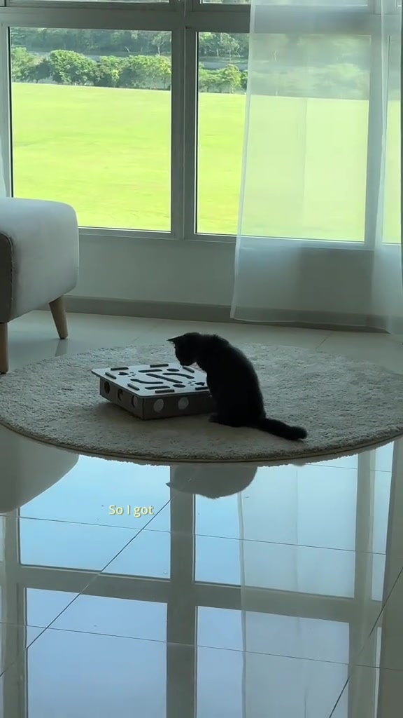 Kucing hitam atas permaidani bulat depan tingkap besar menyelidik kotak puzzle mainan berbola
