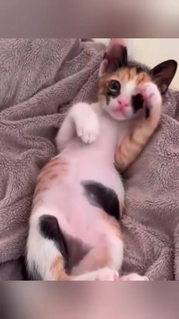 Seekor anak kucing terbaring atas selimut dengan perut terbuka dan satu kaki depan terangkat, badan nampak santai