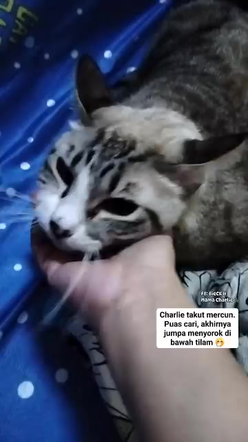 Tangan mengusap dagu kucing belang yang menyorok atas cadar biru berpolka putih