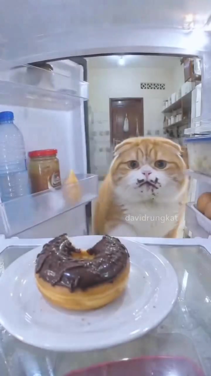 Rakaman kamera dari dalam peti sejuk: kucing oren misai comot coklat duduk depan pinggan donut yang sudah kena gigit