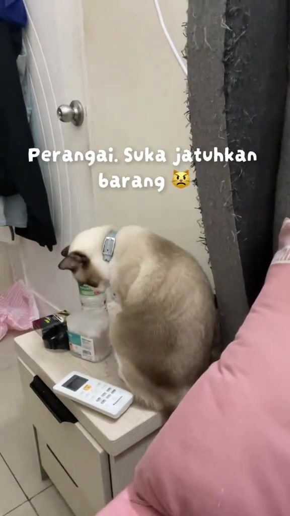 Kucing duduk atas meja sisi yang penuh barang kecil seperti alat kawalan jauh, botol dan kotak kecil