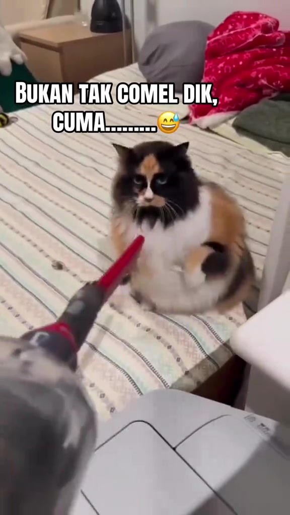 Kucing mengiau malam macam Langsuir: punca sebenar, rutin saya untuk dua majikan, dan bila bunyi tu tanda kena jumpa vet
