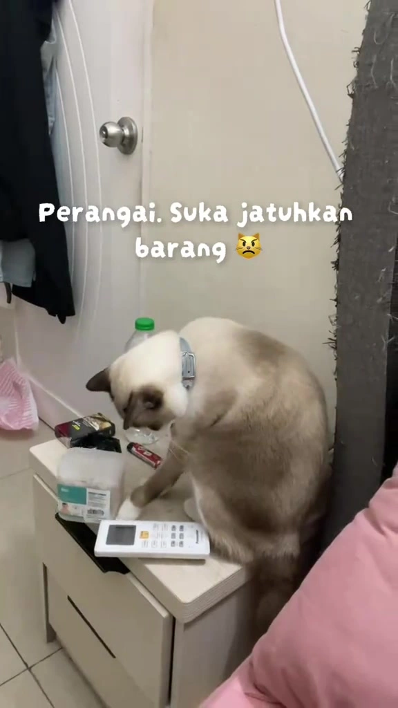 Kucing suka tolak barang jatuh: kenapa dua majikan saya buat, dan cara saya susun apartment KL supaya barang selamat