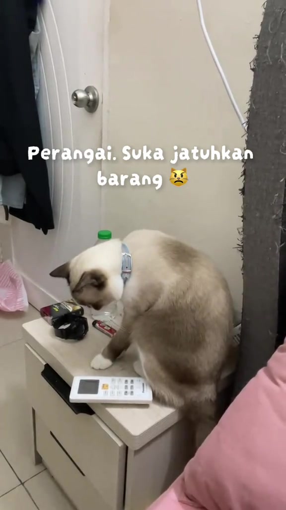 Kucing duduk atas meja sisi katil, kaki depan dijulur ke arah alat kawalan jauh dan barang kecil di tepi meja