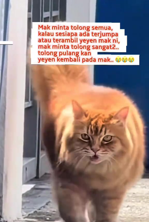 Kucing Parsi oren bulu panjang berjalan di luar rumah dalam rayuan carian Yeyen Selipar