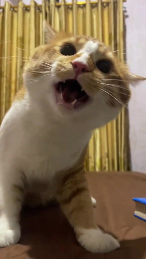 Kucing oren putih mendongak dan mengiau kuat atas katil dengan langsir kuning di latar