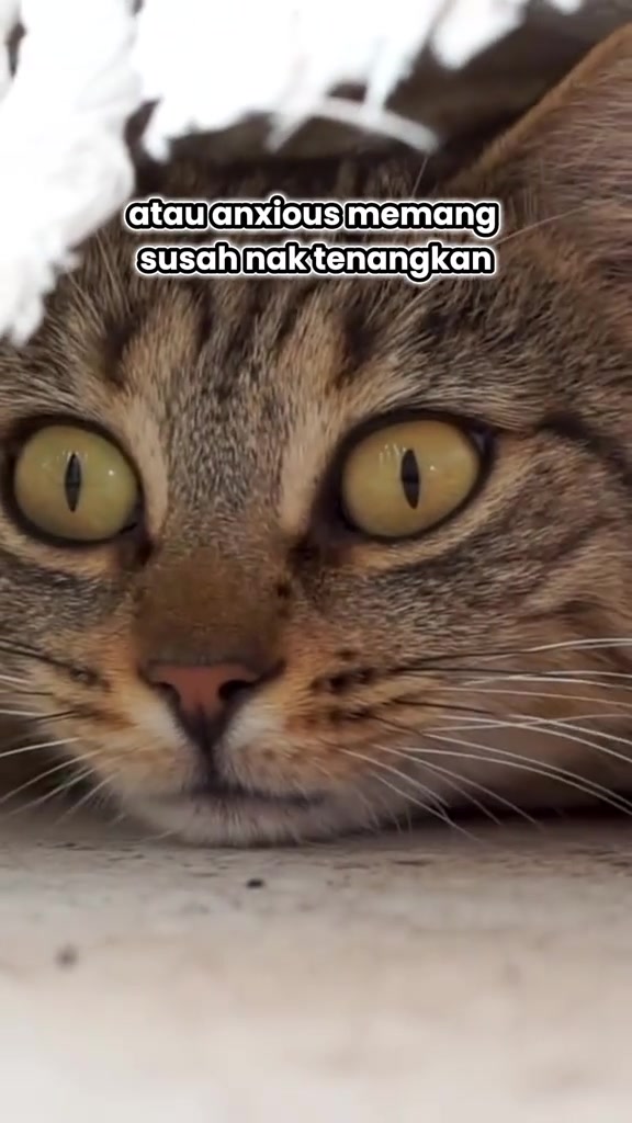Muka kucing belang dari dekat, mata terbuntang luas dengan kepala terbaring di lantai, rupa kucing yang berjaga-jaga dalam tempat sorok