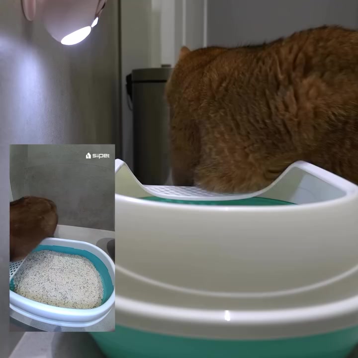 Kucing oren duduk dalam kotak pasir berhampiran tandas, dengan kamera kotak pasir berlampu melekat di dinding dan inset pandangan aplikasi