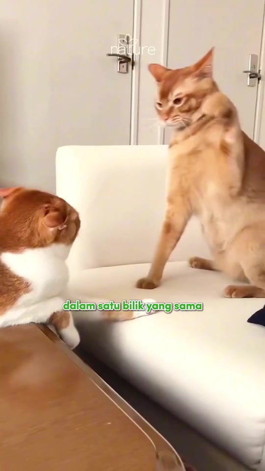 Dua kucing oren dalam satu bilik, seorang atas sofa seorang lagi di hujung meja, jaga jarak sambil saling pandang
