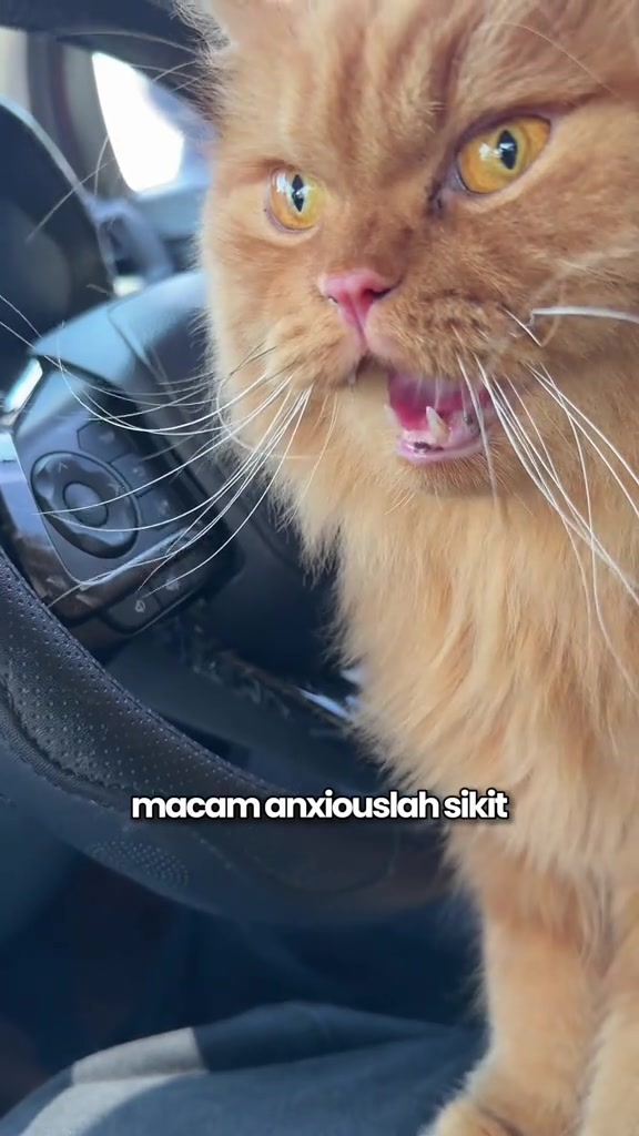 Kucing oren berbulu panjang dalam kereta, mulut terbuka menguis dan mata luas nampak tegang