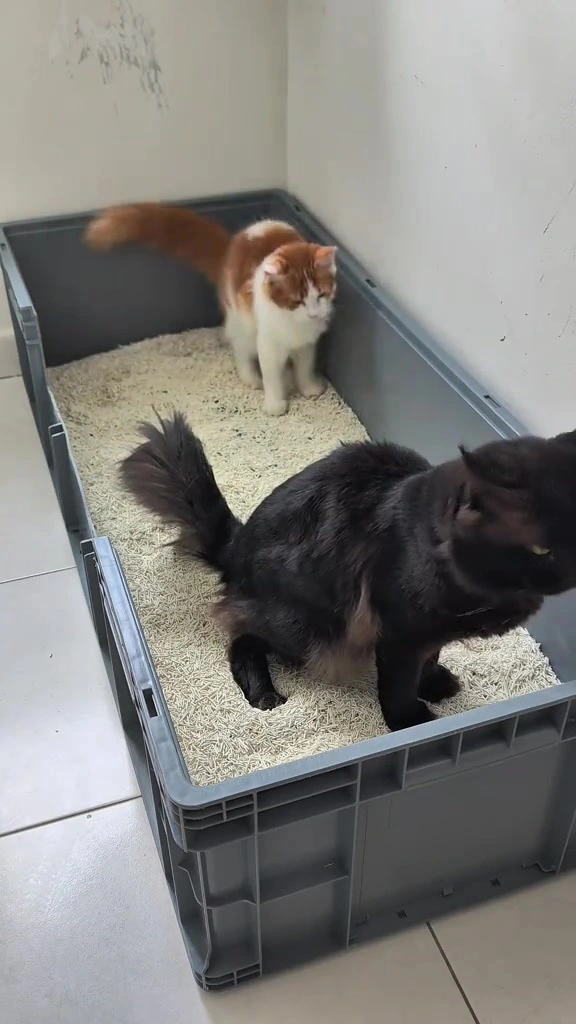 Box besaq untuk kucing: kenapa kotak pasir kedai terlalu kecil, saiz berapa yang betul, dan harga RM di Malaysia
