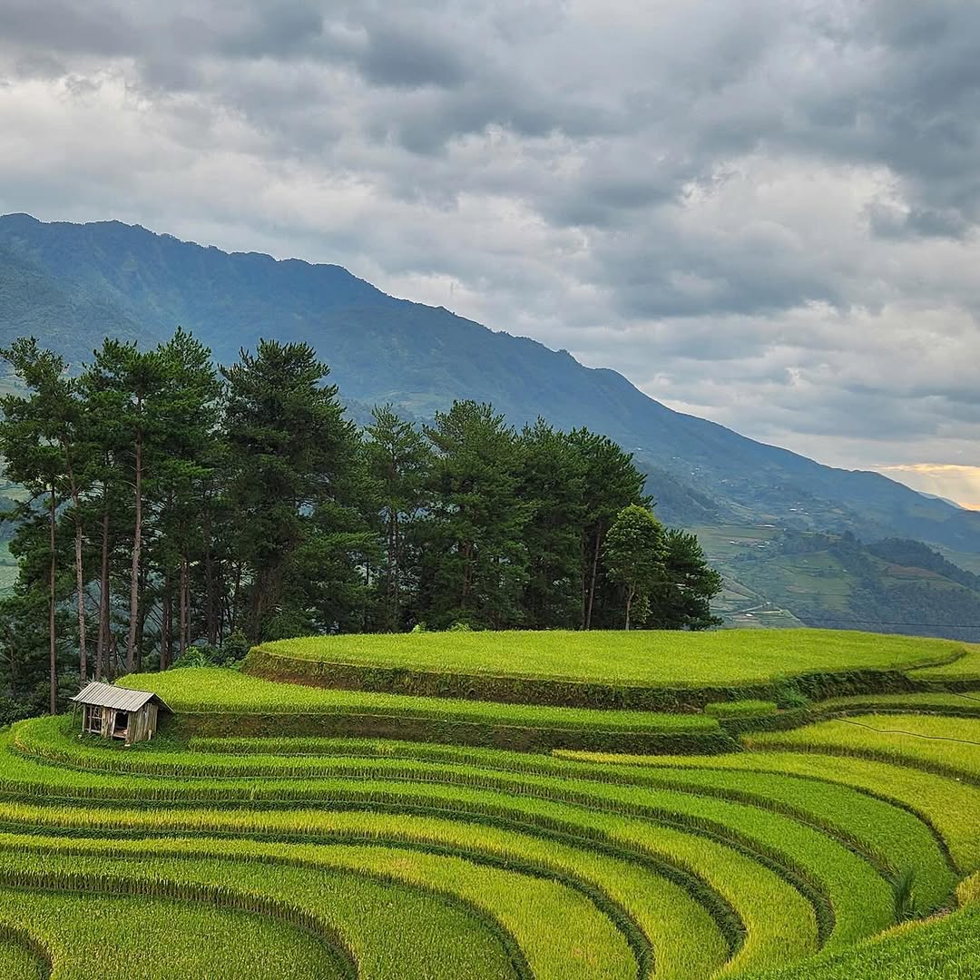 Ruộng bậc thang mùa lúa xanh với một chòi canh nhỏ và rặng thông ở Mù Cang Chải