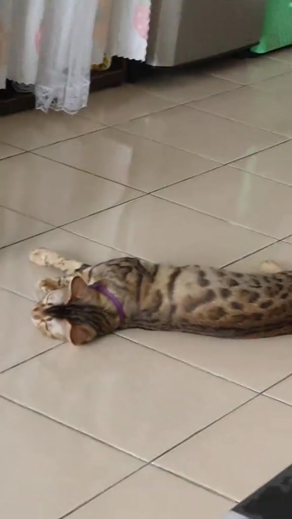 Kucing baring rilek atas lantai jubin seolah-olah tiada apa berlaku selepas kejadian