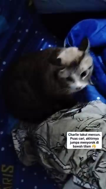 Kucing belang menyorok celah cadar biru berpolka putih dan selimut, badan mengengsot rapat ke bawah tilam