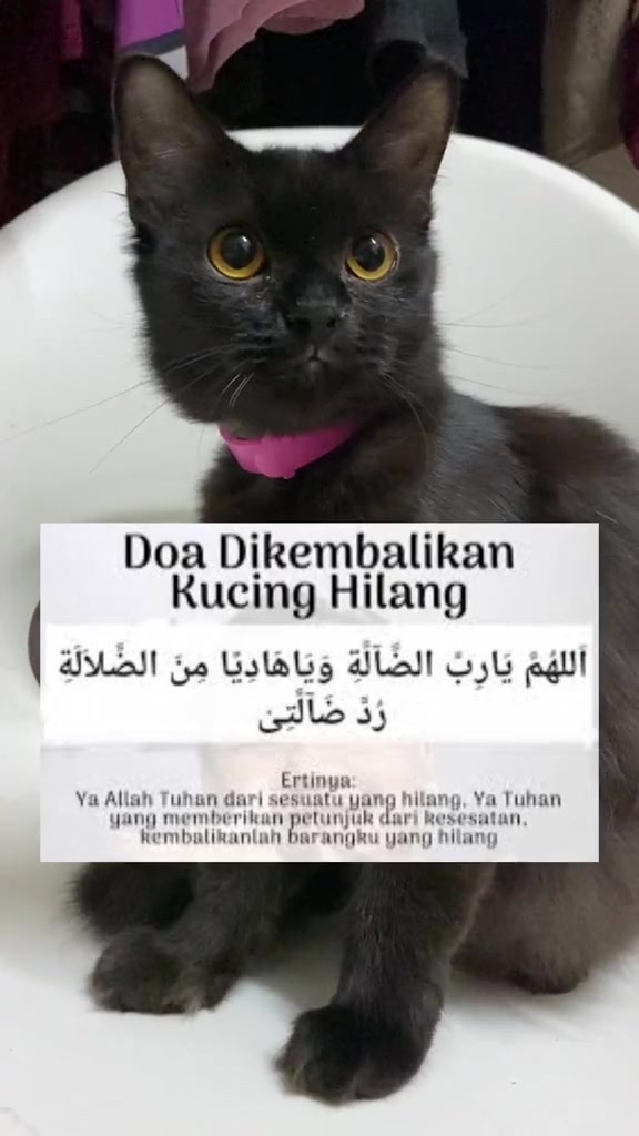 Kucing hitam berkolar merah jambu dengan kad doa mengembalikan kucing hilang tertera di hadapan