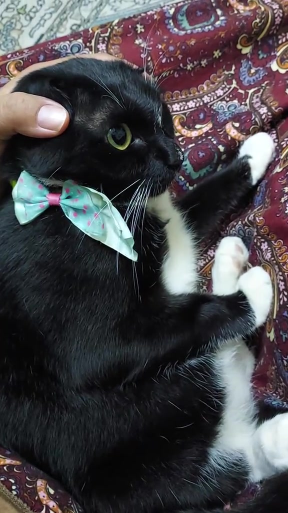 Kucing hitam putih memakai riben biru muda rebah atas kain batik, telinga lipat ke belakang dan mata terbeliak sambil kepala diusap tangan