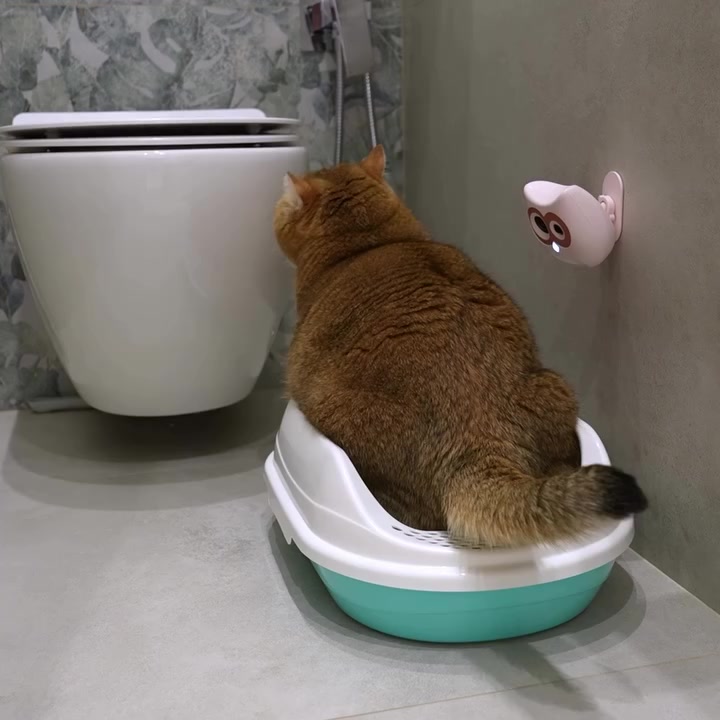 Kamera pantau kucing untuk bibik kerja ofis: harga RM54–RM229 dan apa yang rakaman dedahkan pasal dua majikan saya