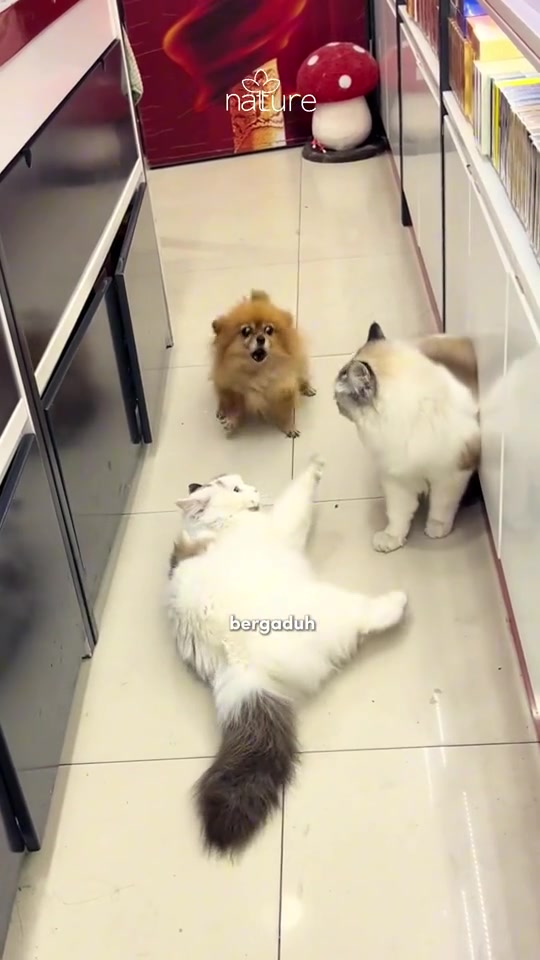 Seekor kucing terbaring menampar ke arah kucing lain di lantai jubin sementara seekor anjing kecil memandang dari dekat