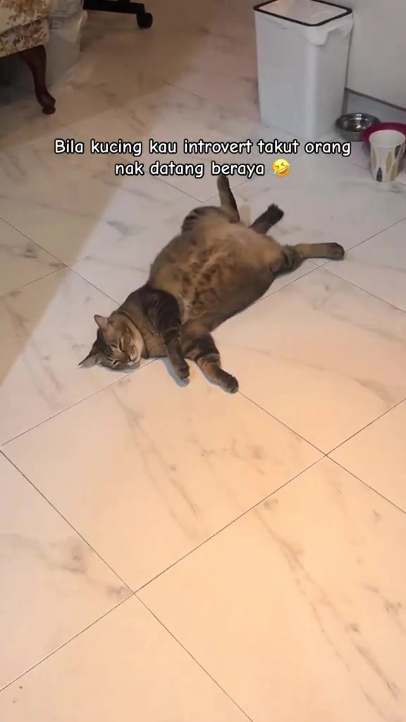 Kucing sorok bawah katil bila tetamu datang: kenapa jadi, bila perlu risau, dan persediaan saya di apartment KL