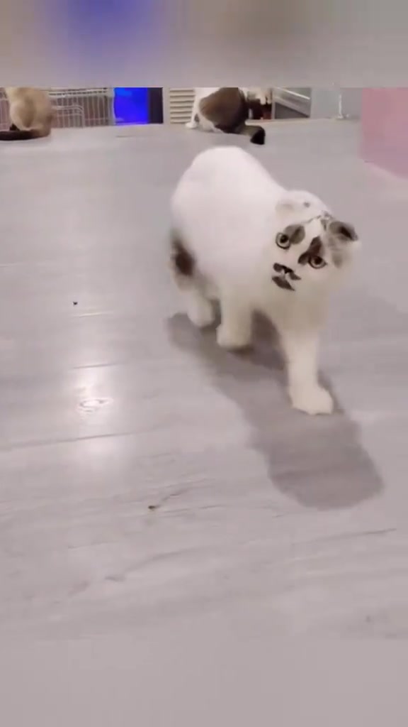 Seekor kucing putih bercorak kelabu berjalan rendah di lantai dengan mata terbuntang dan pupil besar, badan nampak tegang