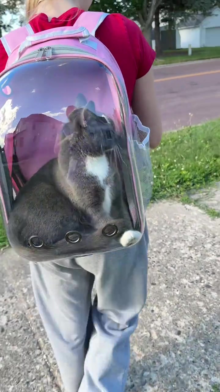 Carrier kucing 2026: bakul plastik, soft bag, beg galas bubble atau trolley — mana selamat, mana rugi beli