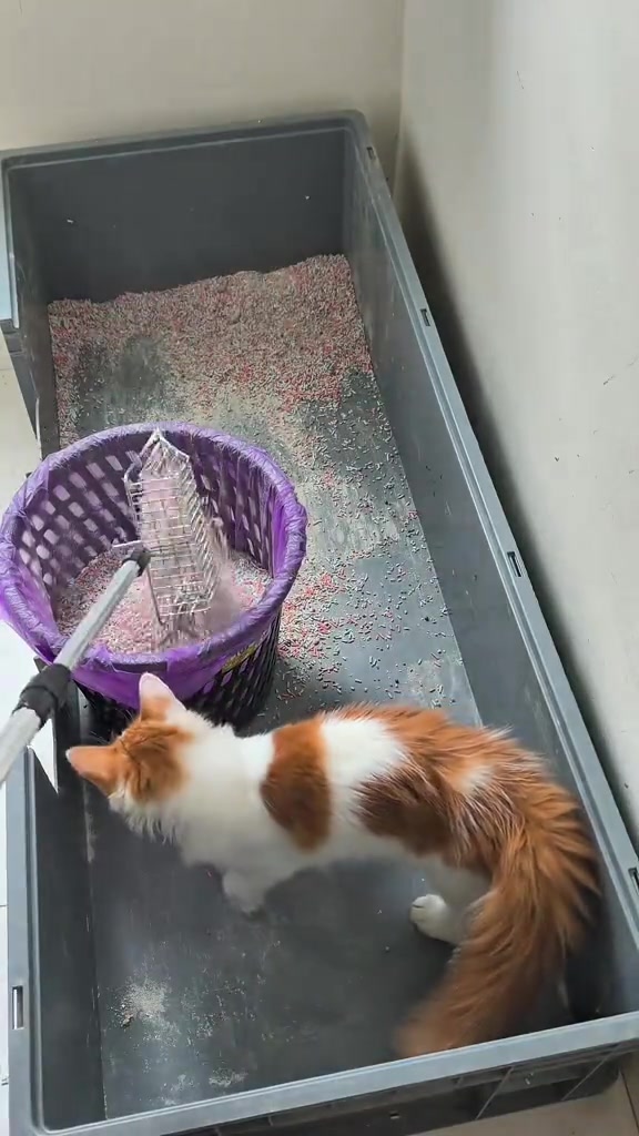 Kucing oren dan putih berdiri di dalam bekas plastik kelabu panjang berisi pasir kucing, dengan bakul ungu dan ciduk panjang di tepi