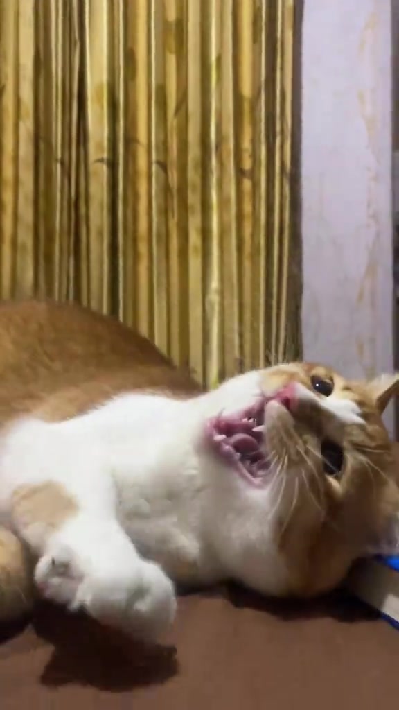 Kucing oren putih baring mengiring atas katil sambil mengiau dengan mulut terbuka luas