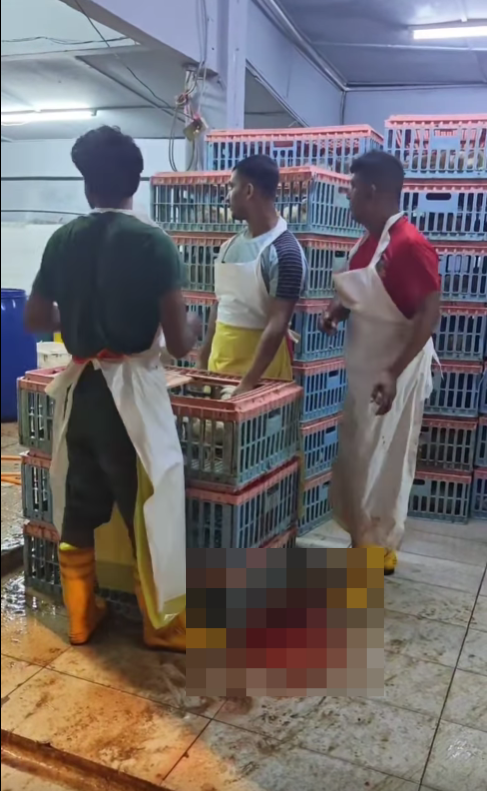Sijil Halal Hilang dan Video Tular: Risiko Beli Ayam di Pasar Pudu