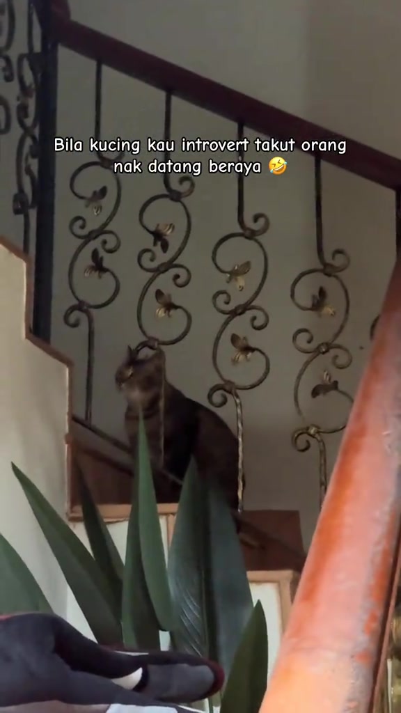 Kucing belang duduk di anak tangga belakang pagar besi berhias, memandang ke bawah dari tempat tinggi selepas ada bunyi di pintu
