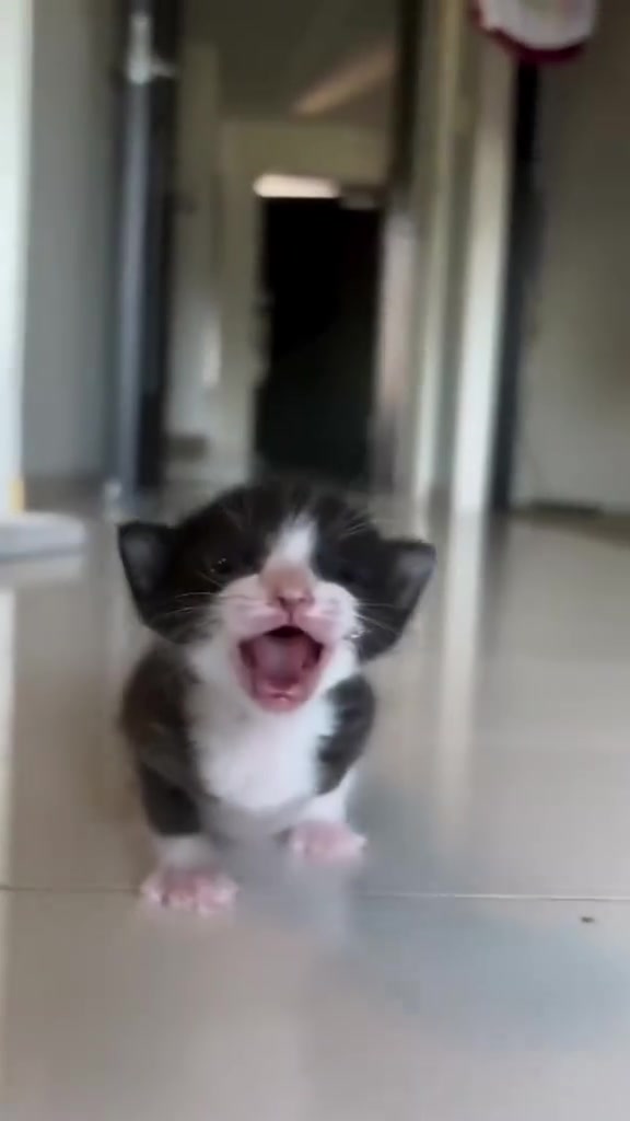 Anak kucing hitam putih berdiri di lorong berjubin sambil mengiau luas ke arah kamera