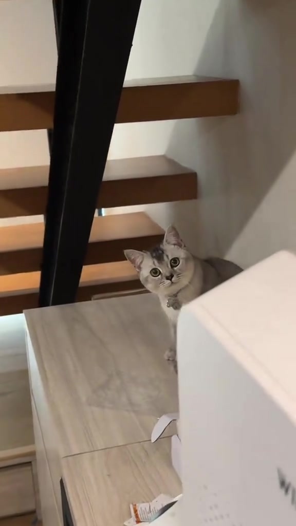 Kucing bulu kelabu muda menjenguk dari belakang kabinet putih dekat tangga, badan separuh terlindung sambil memerhati