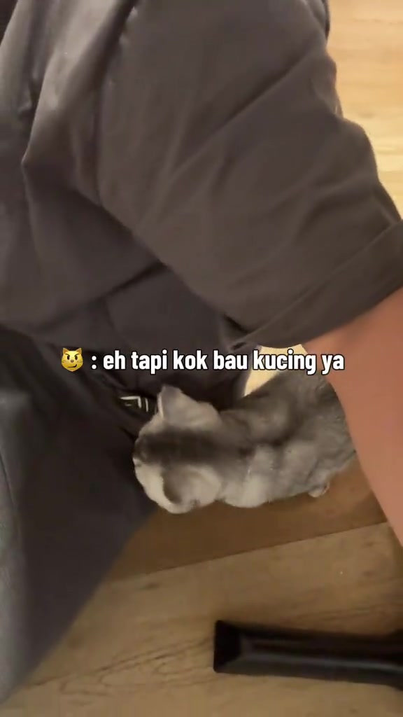 Kucing bulu kelabu mengesel pada kaki orang yang duduk di lantai, momen bila kucing penakut akhirnya datang sendiri