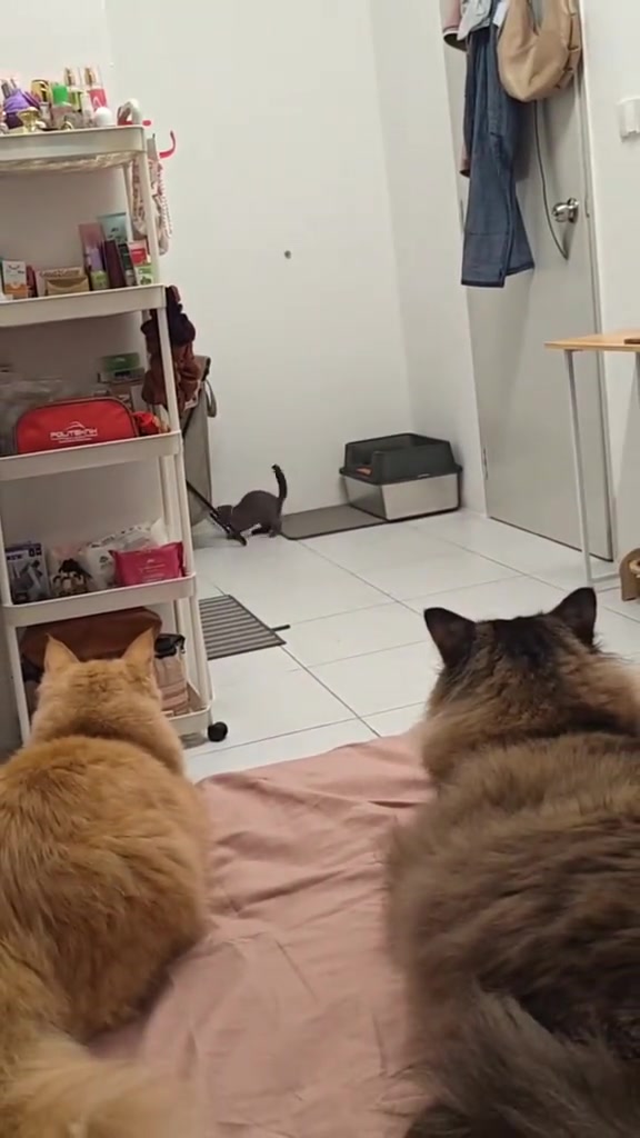 Dua kucing duduk atas katil memandang adik kucing bermain mainan pancing di lantai dekat kotak pasir
