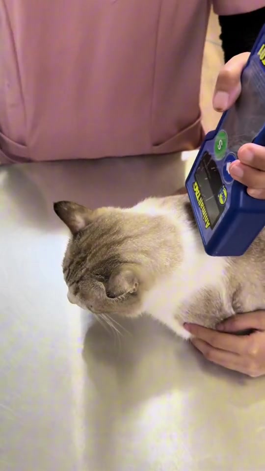 Pengimbas microchip dibaca di bahagian tengkuk seekor kucing di klinik veterinar